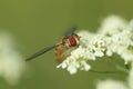 Marmalade hoverfly