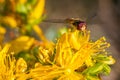 Marmalade hoverfly frontal portrait