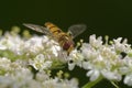 Marmalade Hoverfly