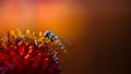 A marmalade hoverfly on a red flower (Episyrphus balteatus Royalty Free Stock Photo