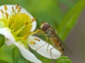 Marmalade hoverfly takes pollen from a white flower, close-up photo Royalty Free Stock Photo