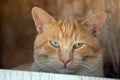 Marmalade orange tabby cat with green eyes