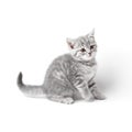 Marmoreal british kitten isolated on white