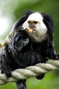 Marmoset Royalty Free Stock Photo