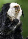 Marmoset Royalty Free Stock Photo
