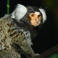 Marmoset