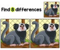 Marmoset Animal Find The Differences