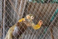Marmoset in the cage Royalty Free Stock Photo