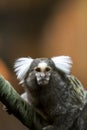 Marmoset Royalty Free Stock Photo