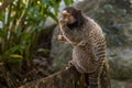 Marmoset feeding on top of tree trunk ,callithrix jacchus monkey. Small monkey that inhabits Brazilian forests called Sagui,