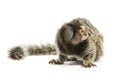 Marmoset Monkey Royalty Free Stock Photo