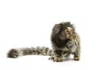 Marmoset Monkey Royalty Free Stock Photo