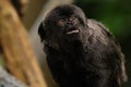 Marmoset monkey Royalty Free Stock Photo