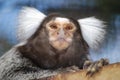 Marmoset monkey Royalty Free Stock Photo