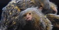 Marmoset monkey being intently groomed by another marmoset Royalty Free Stock Photo