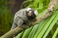 Marmoset monkey Royalty Free Stock Photo