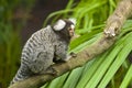 Marmoset monkey on a branch Royalty Free Stock Photo