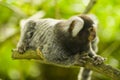 Marmoset monkey on a branch Royalty Free Stock Photo