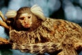 Marmoset monkey Royalty Free Stock Photo