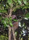 Marmoset monkey climbs tree, Rio de Janeiro, Brazil Royalty Free Stock Photo