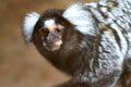 Marmoset monkey Royalty Free Stock Photo