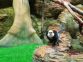 Marmoset monkey in the zoo Royalty Free Stock Photo