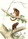 The Marmoset, The Tamarin, vintage engraving