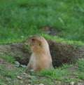 Marmot Royalty Free Stock Photo