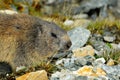 Marmot Royalty Free Stock Photo