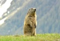 Marmot Royalty Free Stock Photo