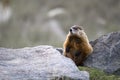 Marmot