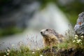 Marmot Royalty Free Stock Photo