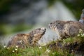 Marmot Royalty Free Stock Photo