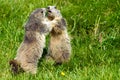 Marmot in the alps Royalty Free Stock Photo