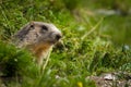 Marmot in the alps Royalty Free Stock Photo