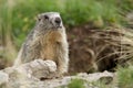 Marmot in the alps Royalty Free Stock Photo
