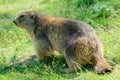 Marmot of the Alps