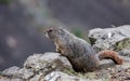 Marmot in American Nature Landscape during cloudy day.