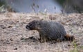 Marmot in American Nature Landscape during cloudy day.