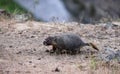 Marmot in American Nature Landscape during cloudy day.