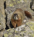 Marmot approach