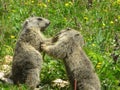 Marmot baby fighting