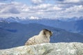 A marmot on the top of Whistler mountain with an astonishing landscape behind