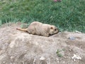 Marmot at Beginning of Outer Kora around Mount Kailash in August in Tibet, China. Royalty Free Stock Photo
