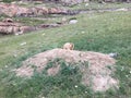 Marmot at Beginning of Outer Kora around Mount Kailash in August in Tibet, China.