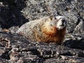 Marmot blends in on black lava rocks Royalty Free Stock Photo