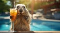 marmot with a cocktail on the background of the pool Royalty Free Stock Photo