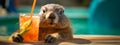 marmot with a cocktail on the background of the pool Royalty Free Stock Photo