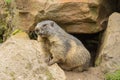 Marmot coming out of its hiding place Royalty Free Stock Photo