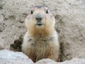 Marmot coming out of its mink, Baikonur, Kazakhstan